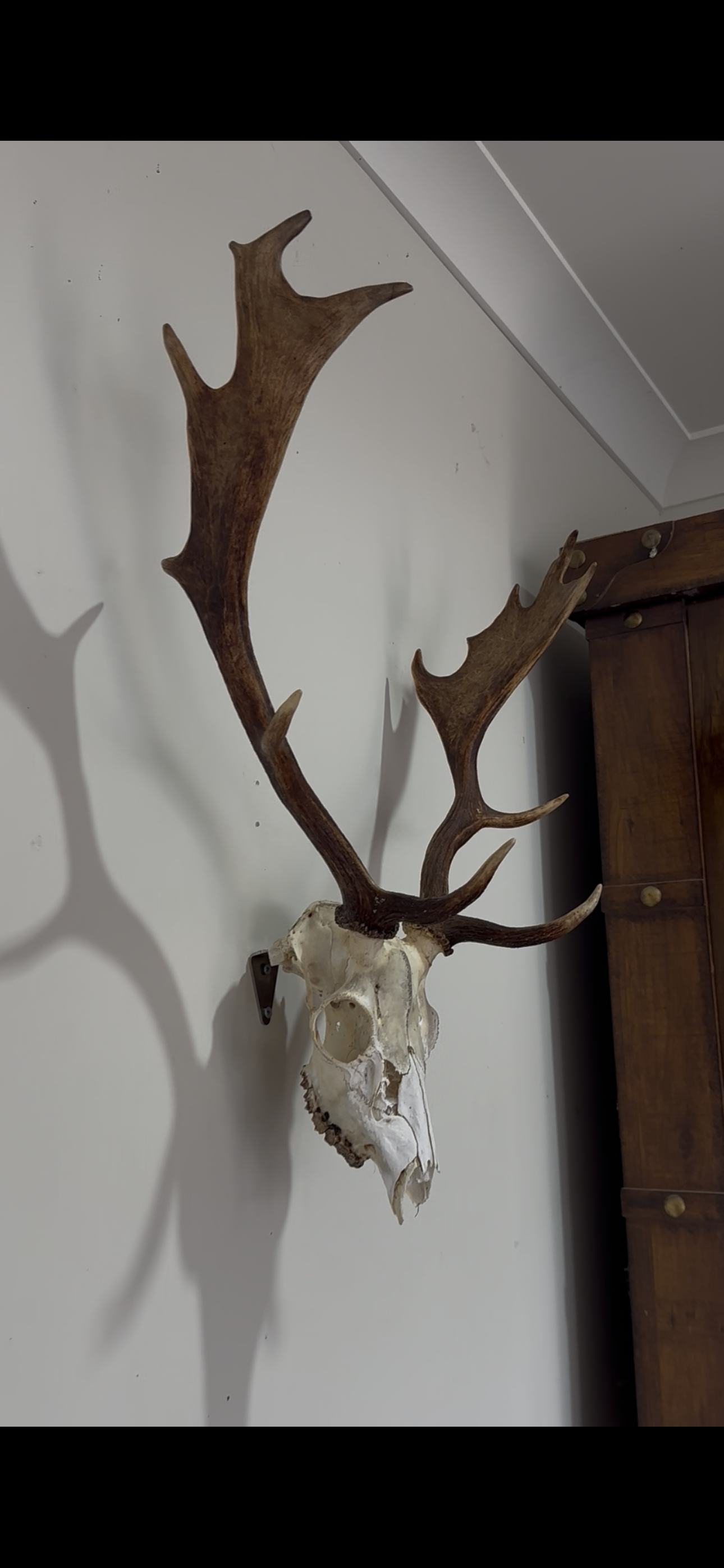 True Ridge Stainless Steel European Mounts